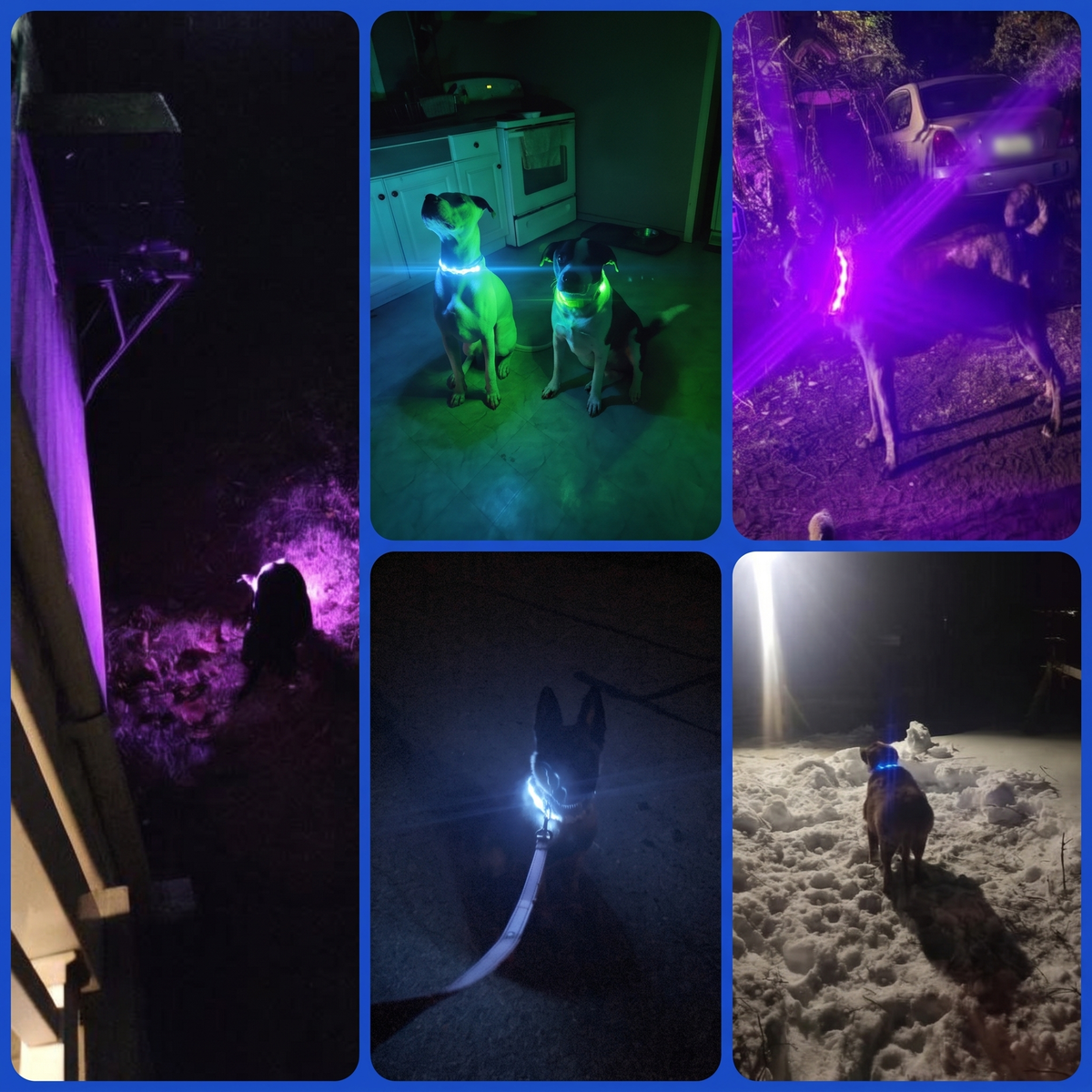 Dogs wearing the glowing LED collar at night